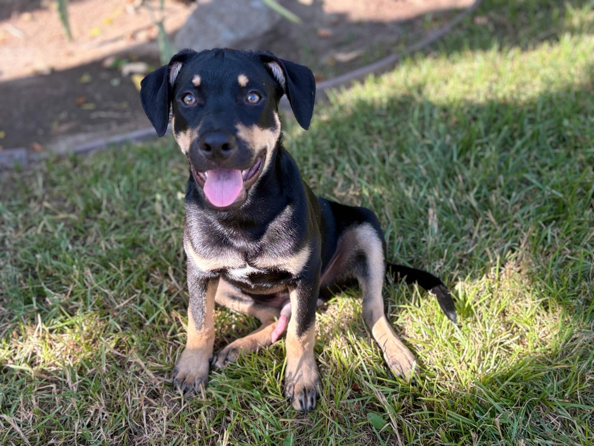 Enlarge Rodney — A Playful 6-Month-Old German Shepherd Mix, a Adoptable mixed breed in Weston, MA image 5/5