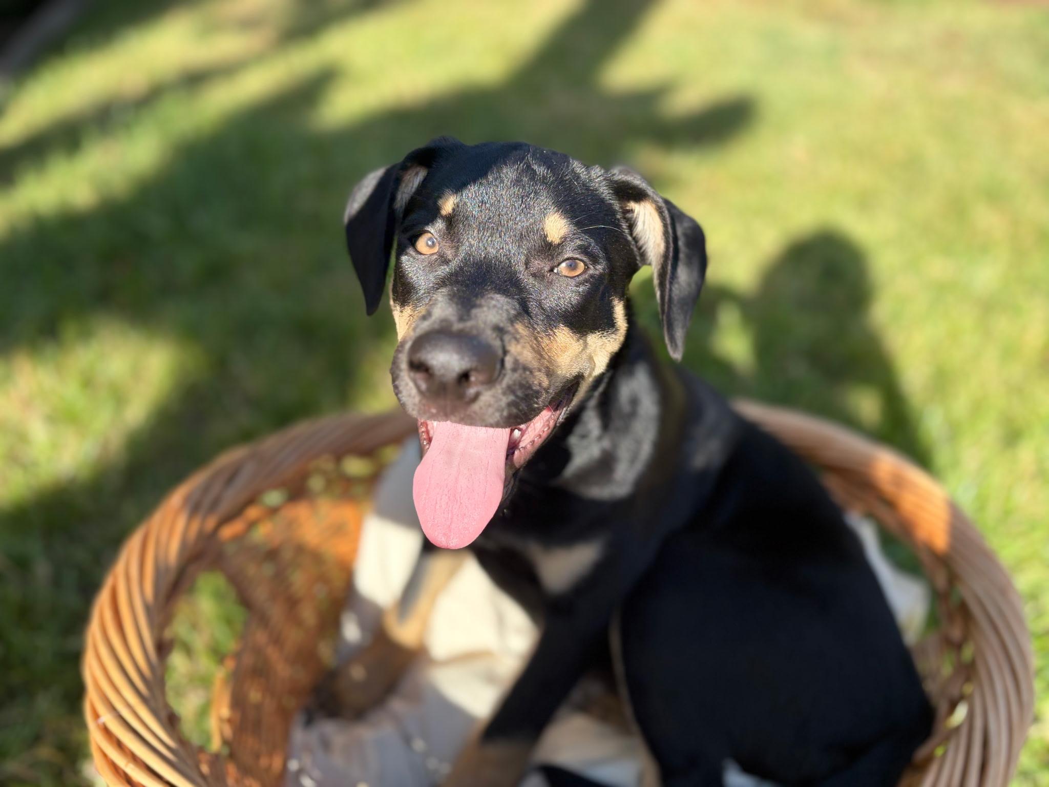 Enlarge Rodney — A Playful 6-Month-Old German Shepherd Mix, a Adoptable mixed breed in Weston, MA image 4/5