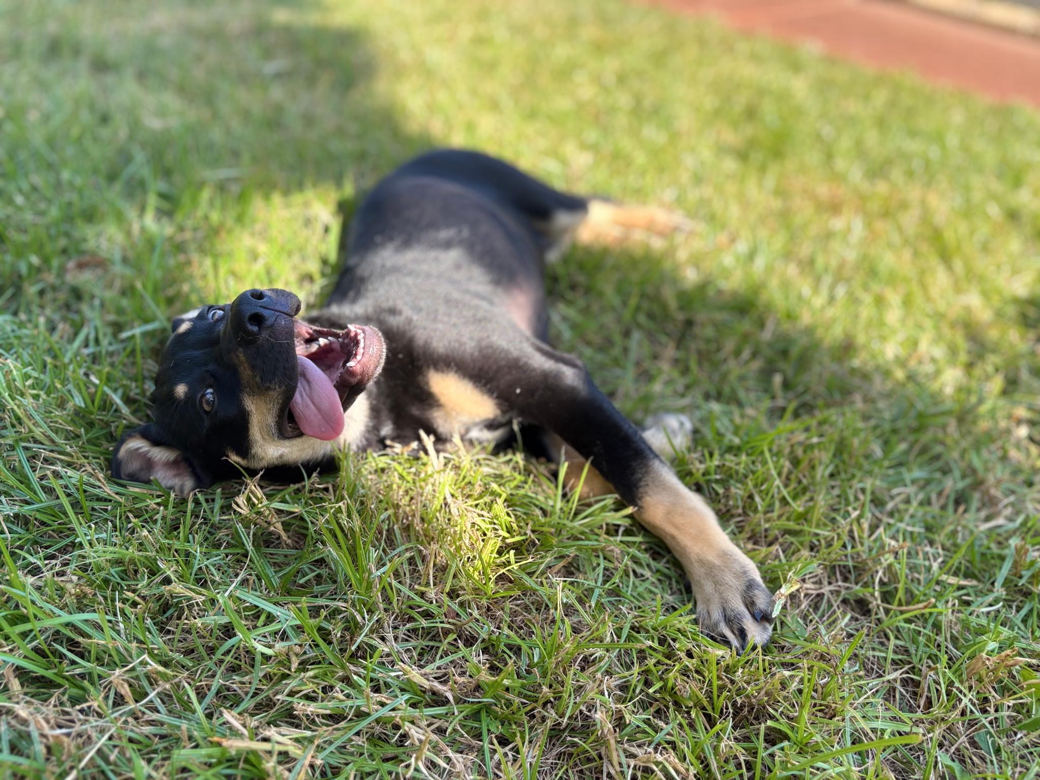 Enlarge Rodney — A Playful 6-Month-Old German Shepherd Mix, a Adoptable mixed breed in Weston, MA image 3/5