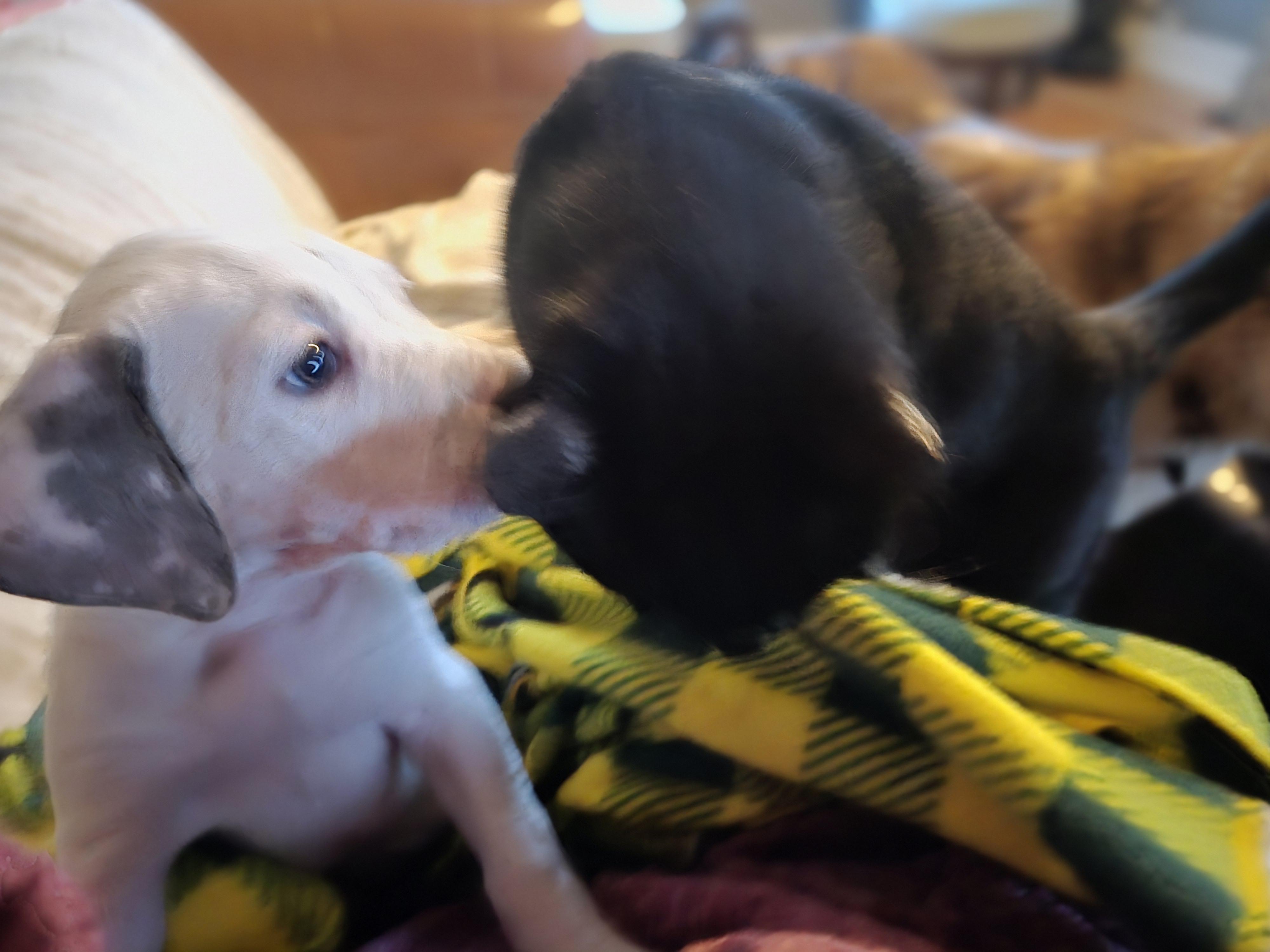 Isabella thumbnail 3