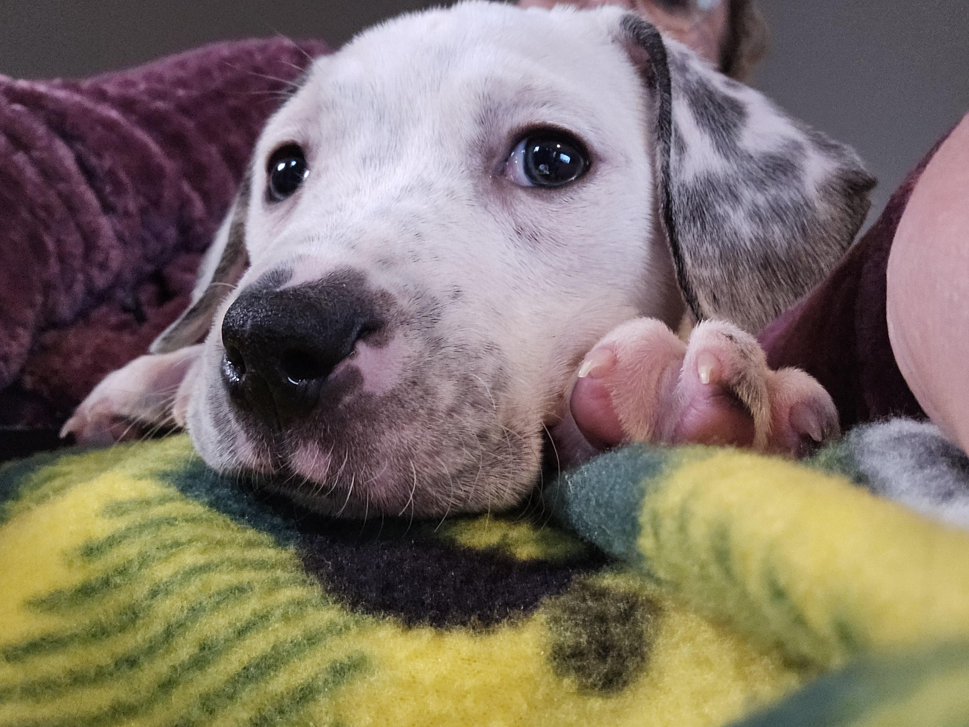 Isabella thumbnail 6