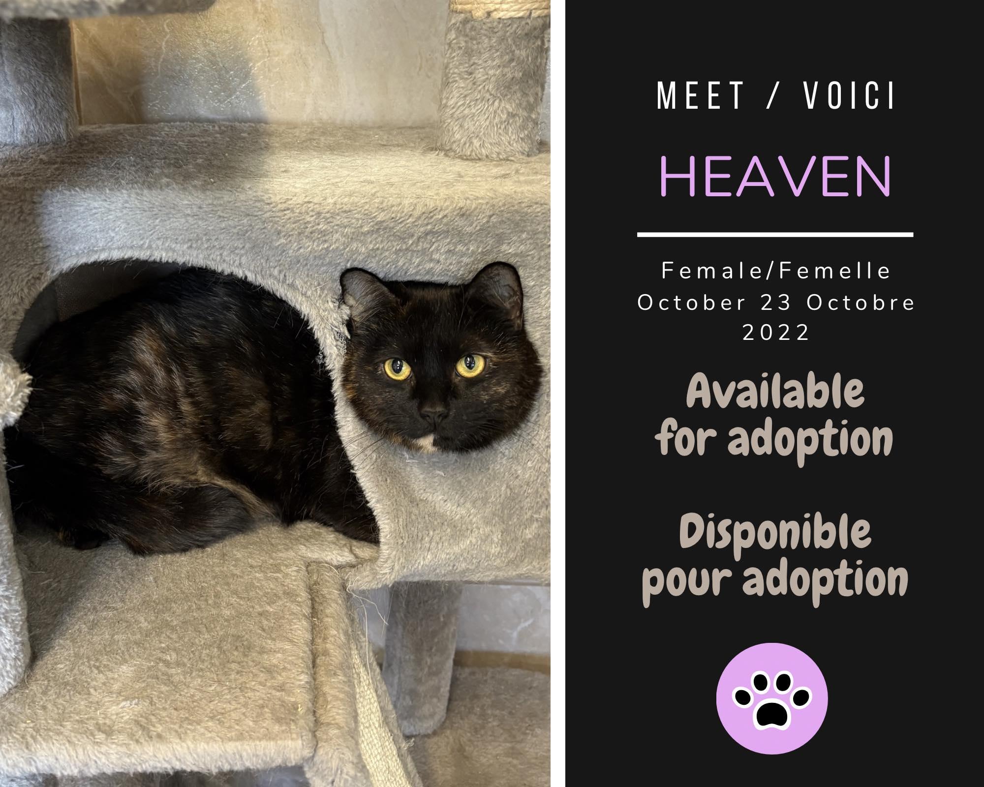 Heaven, ADOPTABLE, Adult Female Domestic Short Hair.