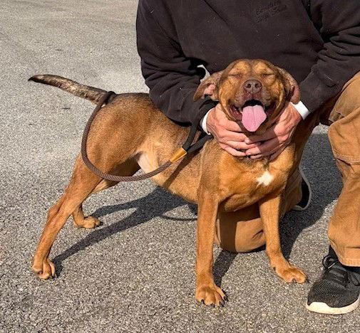 Ava, Adoptable, Young Female Hound.
