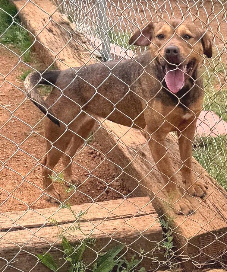 Ava, a Adoptable Hound in Carrollton, GA image 2/3