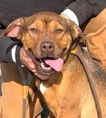 Ava, Adoptable, Young Female Hound.