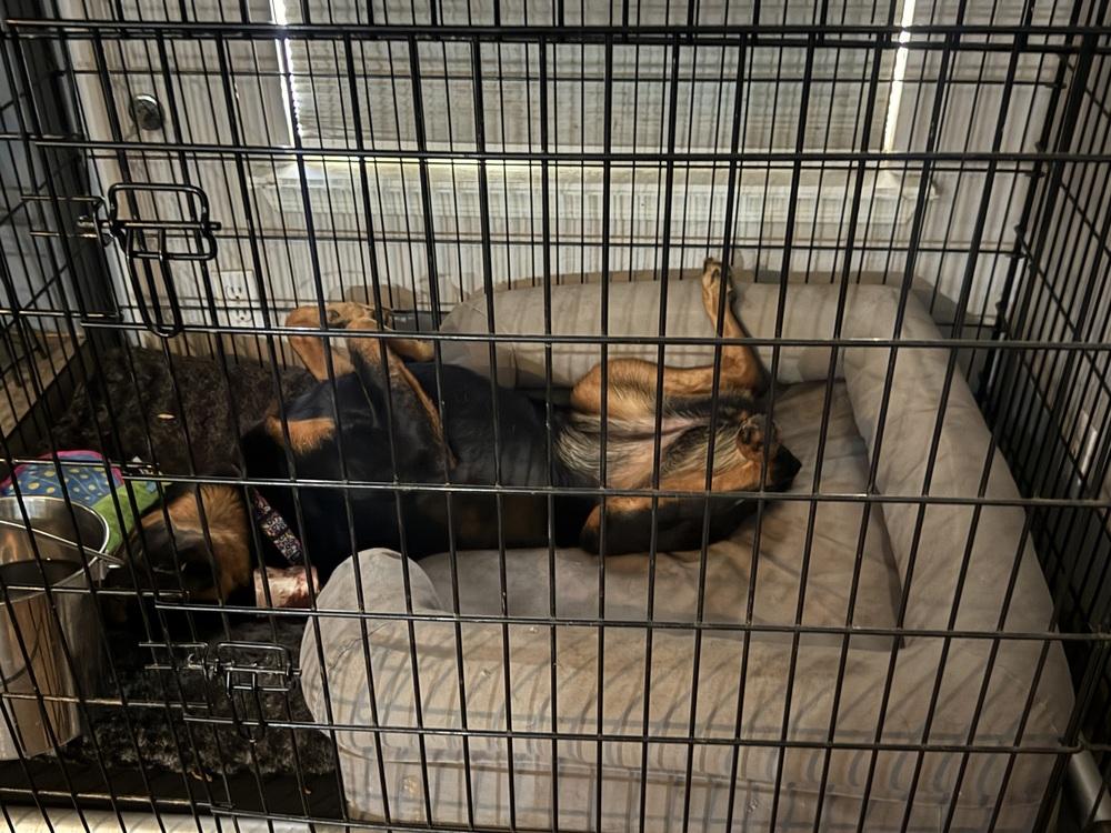 Dolce, Adoptable, Adult Female Rottweiler.