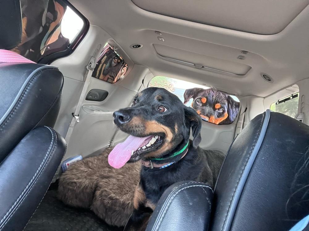 Dolce, a Adoptable Rottweiler in Gilbert, AZ image 1/6