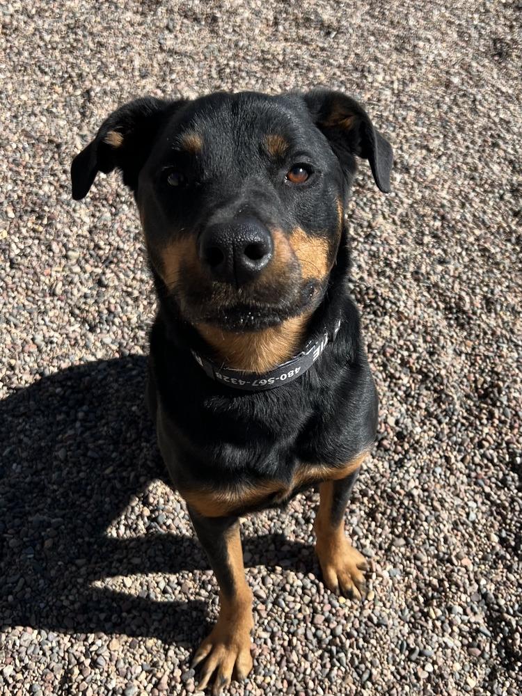 Dolce, a Adoptable Rottweiler in Gilbert, AZ image 2/6