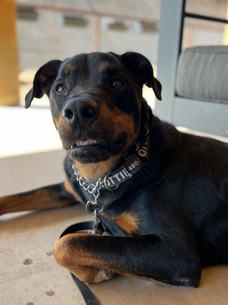 Dolce, Adoptable, Young Female Rottweiler.