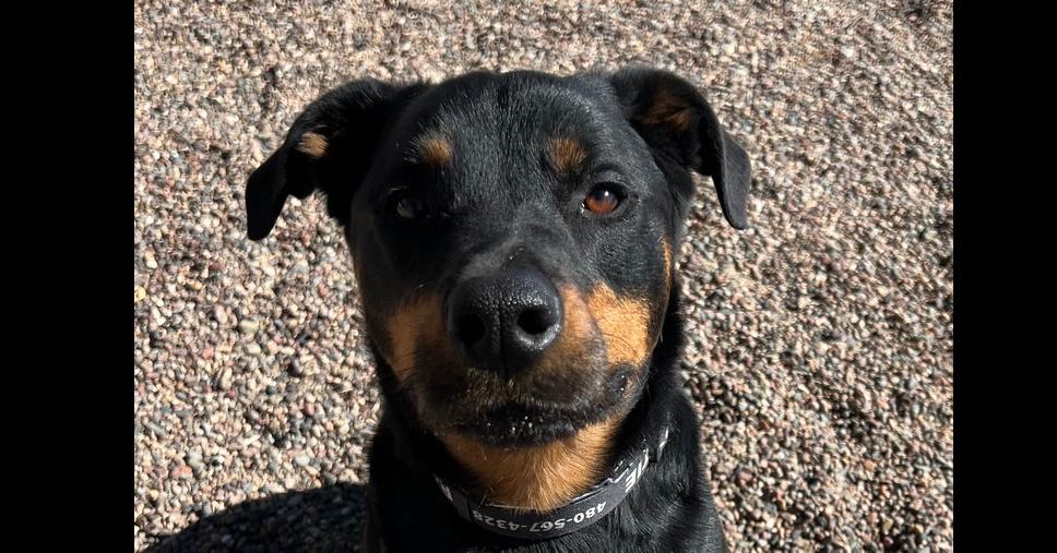 Dolce, a Adoptable Rottweiler in Gilbert, AZ image 2/5