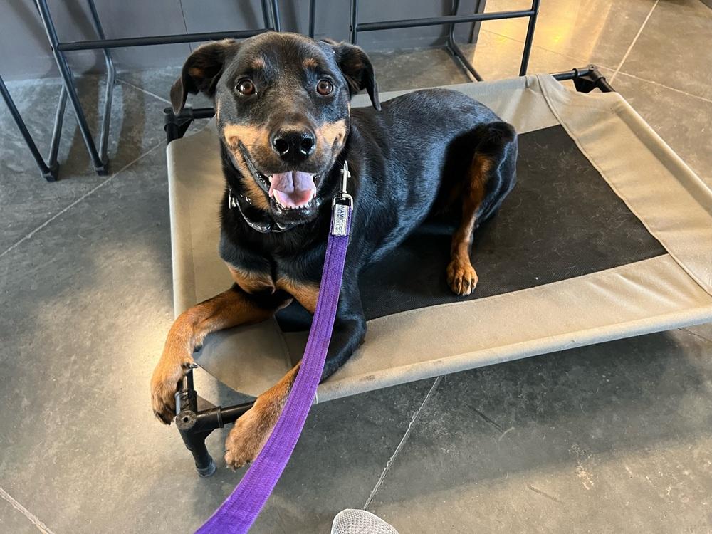 Dolce, a Adoptable Rottweiler in Gilbert, AZ image 4/6