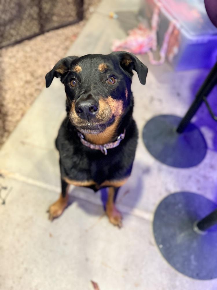 Enlarge Dolce, a Adoptable Rottweiler in Gilbert, AZ image 3/5