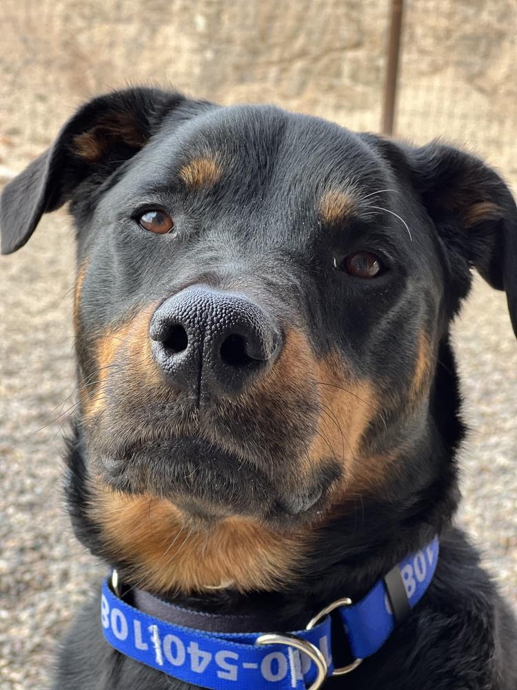 Dolce, a Adoptable Rottweiler in Gilbert, AZ image 5/6