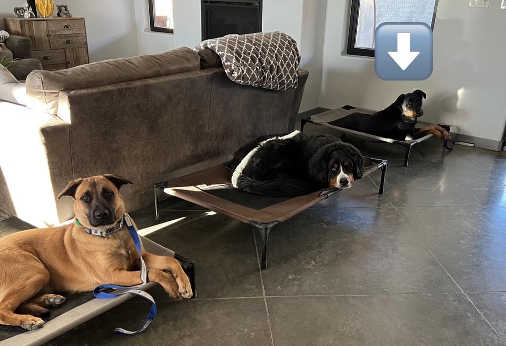 Dolce, a Adoptable Rottweiler in Gilbert, AZ image 6/6