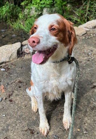 Enlarge TN/Dottie, a Adoptable Brittany Spaniel in Memphis, TN image 1/3