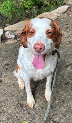 Enlarge TN/Dottie, a Adoptable Brittany Spaniel in Memphis, TN image 2/3