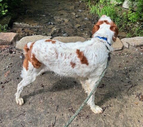 Enlarge TN/Dottie, a Adoptable Brittany Spaniel in Memphis, TN image 3/3