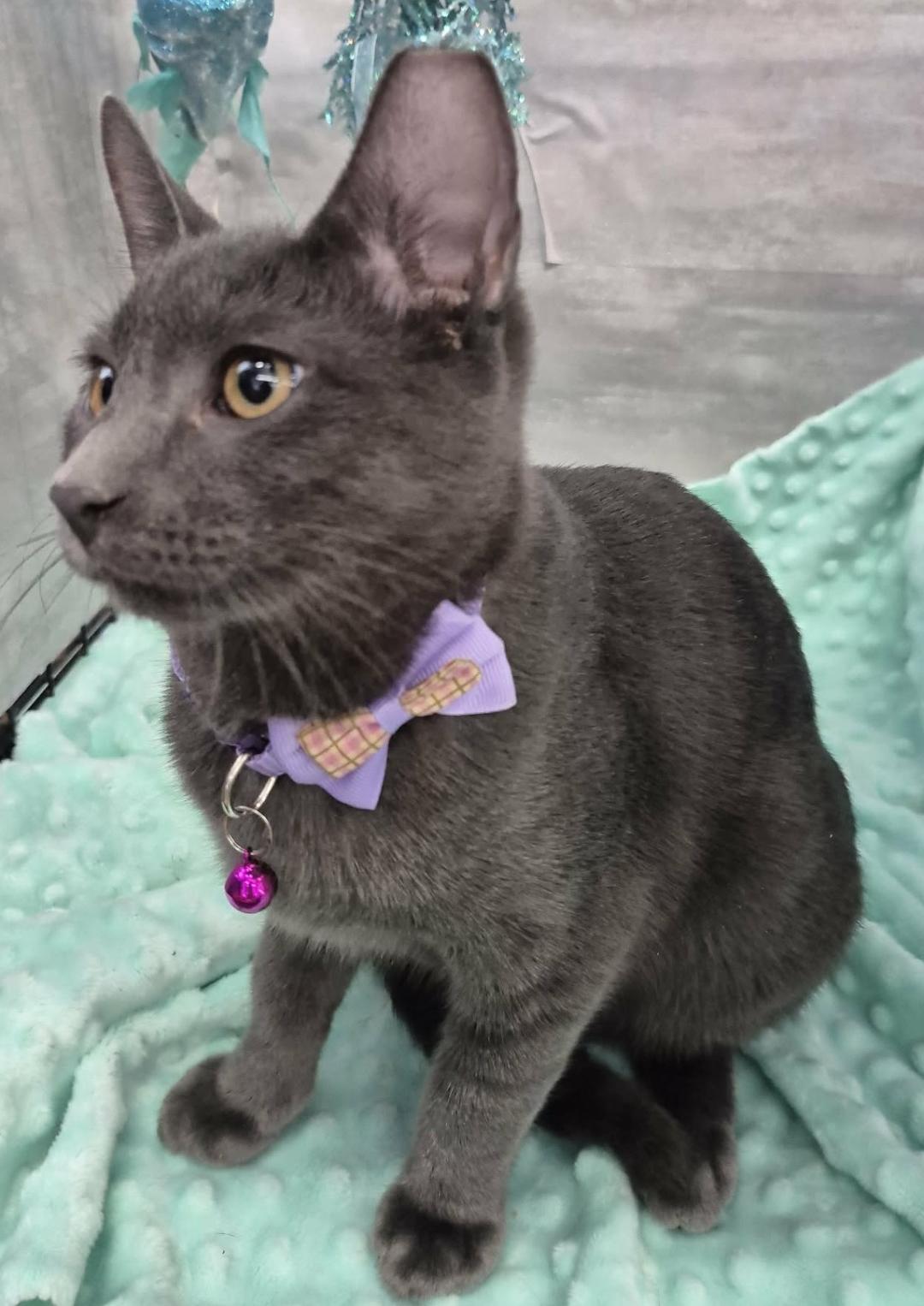 Enlarge Jill (Adoption Pending), a Adopted Domestic Short Hair in Ocean Springs, MS image 4/5