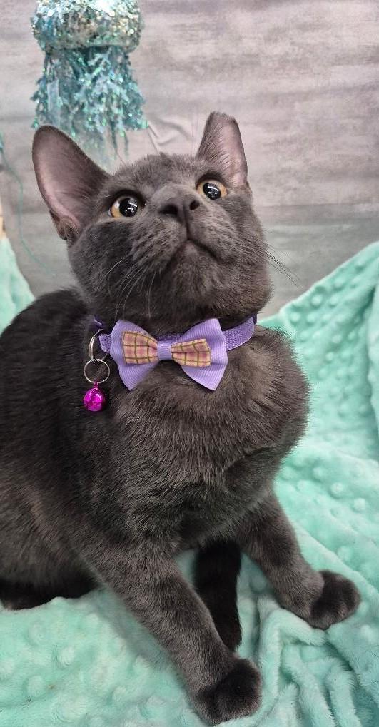Enlarge Jill (Adoption Pending), a Adopted Domestic Short Hair in Ocean Springs, MS image 2/5
