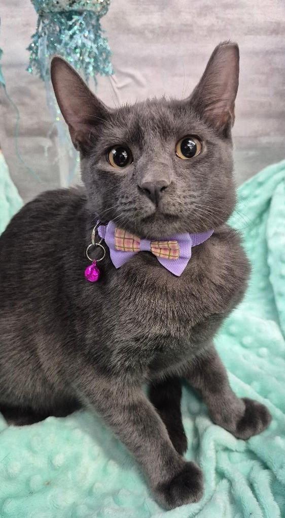 Jill (Adoption Pending), Adopted, Kitten Female Domestic Short Hair.