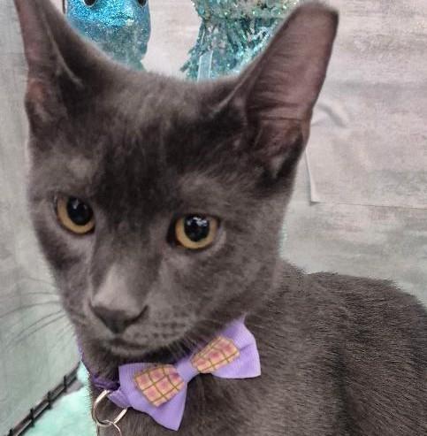 Enlarge Jill (Adoption Pending), a Adopted Domestic Short Hair in Ocean Springs, MS image 3/5