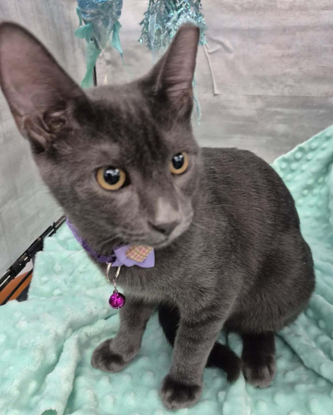Enlarge Jill (Adoption Pending), a Adopted Domestic Short Hair in Ocean Springs, MS image 5/5