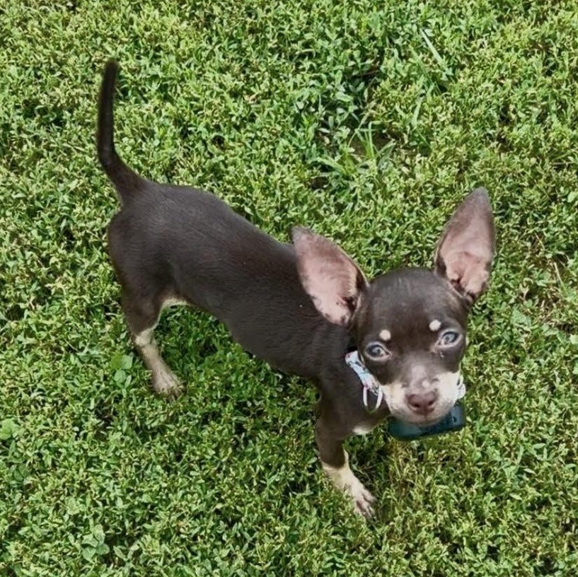 Daisy, an adopted mixed breed in Baldwin, MD image 3/3