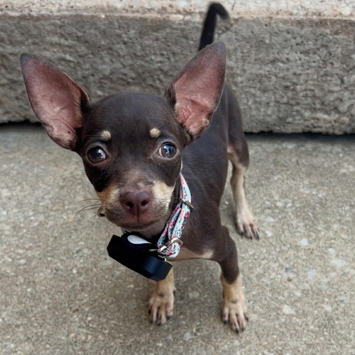 Daisy, an adopted mixed breed in Baldwin, MD image 2/3