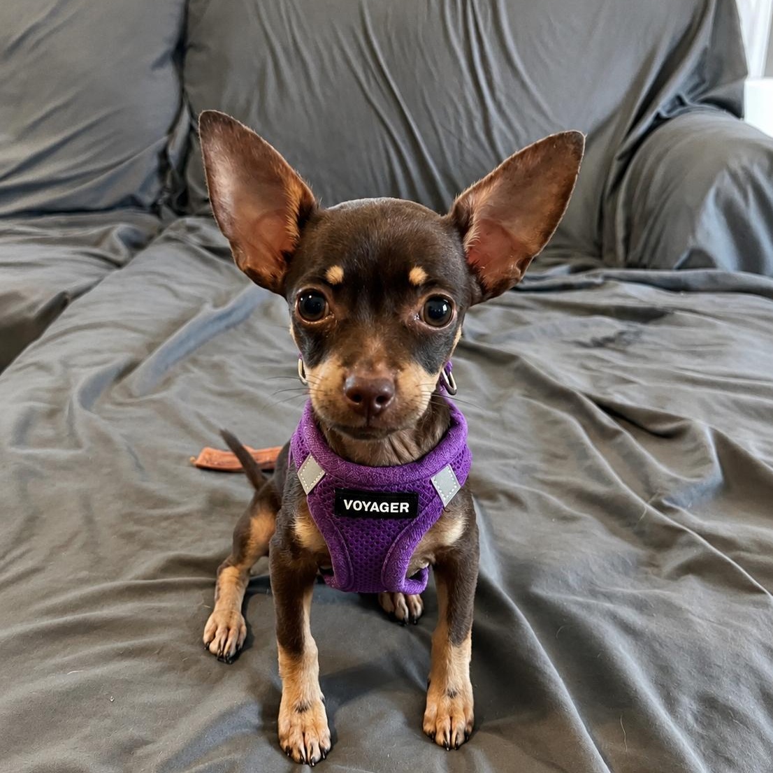 Daisy, an adopted mixed breed in Baldwin, MD image 1/3