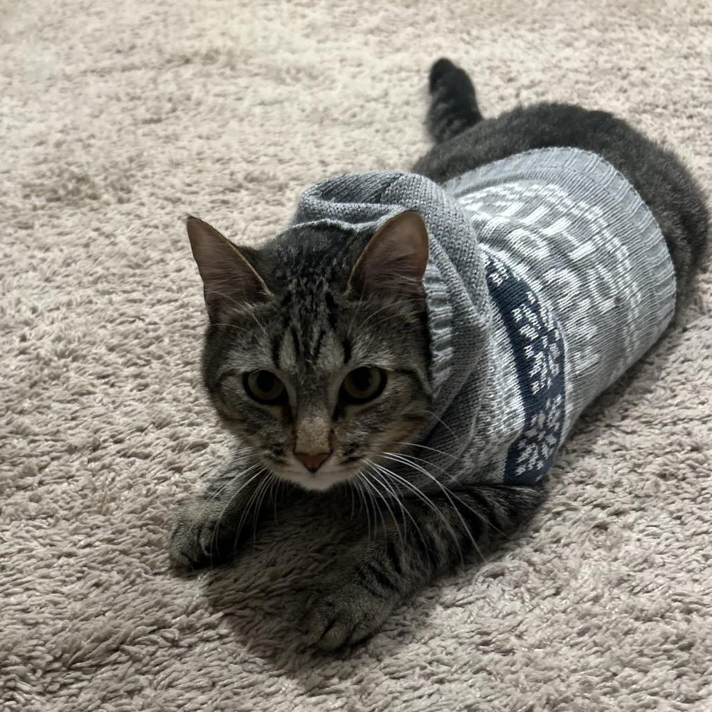 Enlarge Sparrow, a Adoptable Domestic Short Hair in Tustin, CA image 1/3