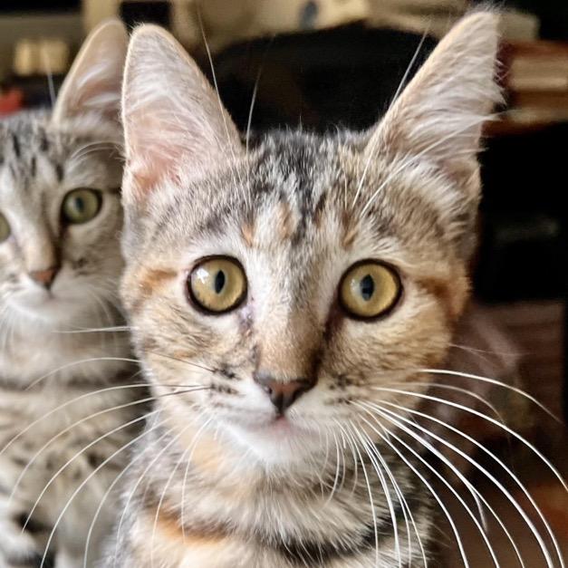 Sparrow, Adoptable, Young Female Domestic Short Hair.