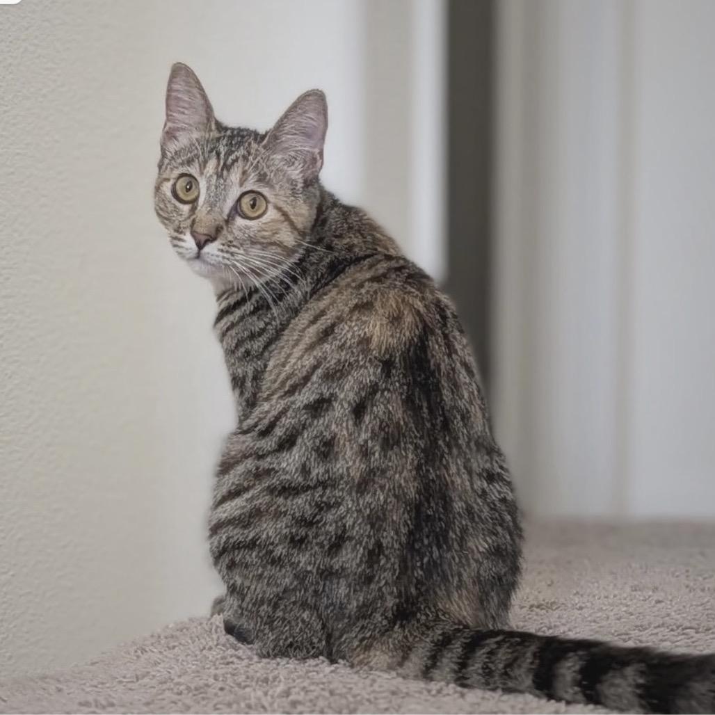 Enlarge Sparrow, a Adoptable Domestic Short Hair in Tustin, CA image 3/3