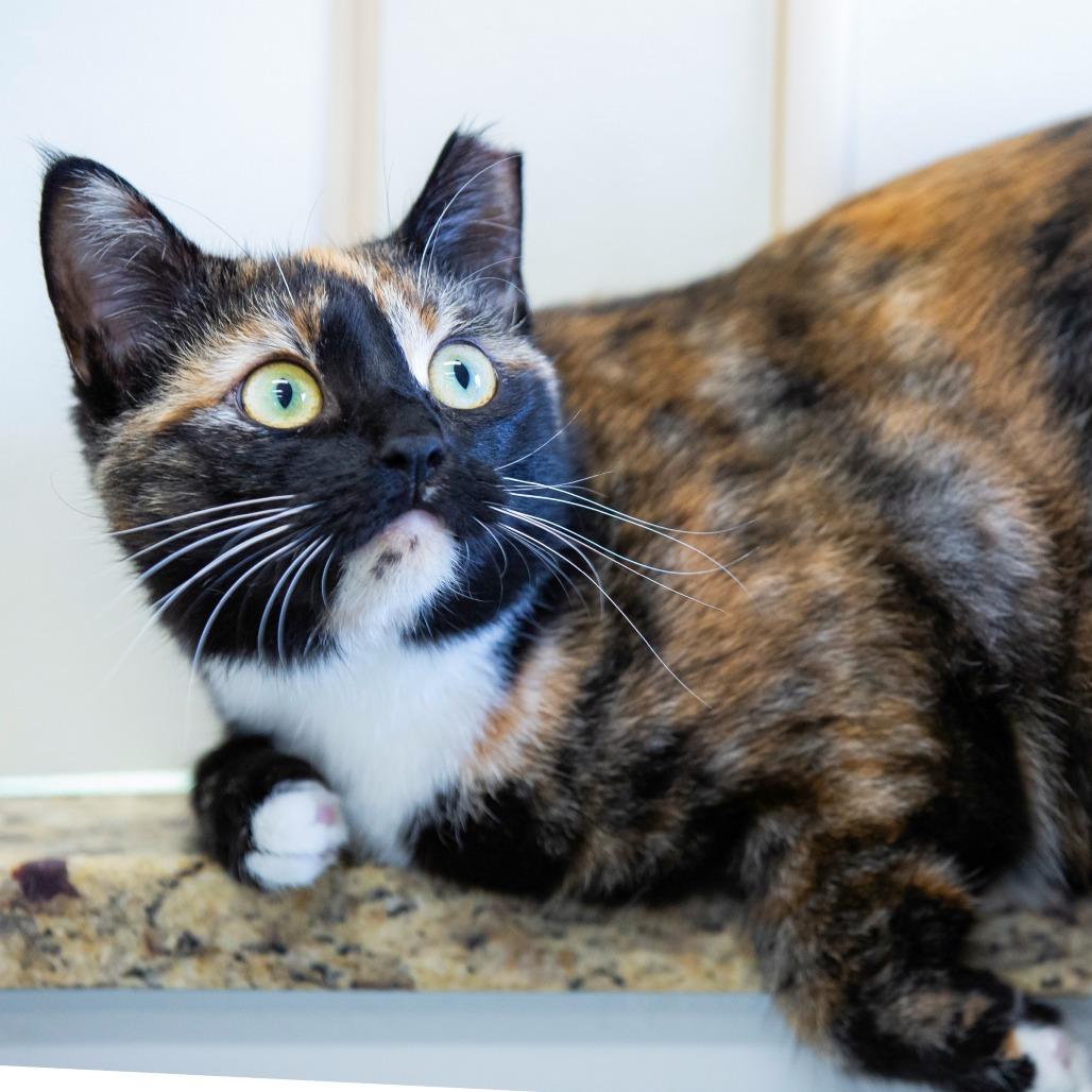 Aster, a Adoptable Domestic Short Hair in Cartersville, GA image 1/2