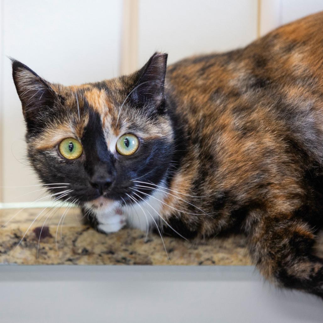 Aster, a Adoptable Domestic Short Hair in Cartersville, GA image 2/2