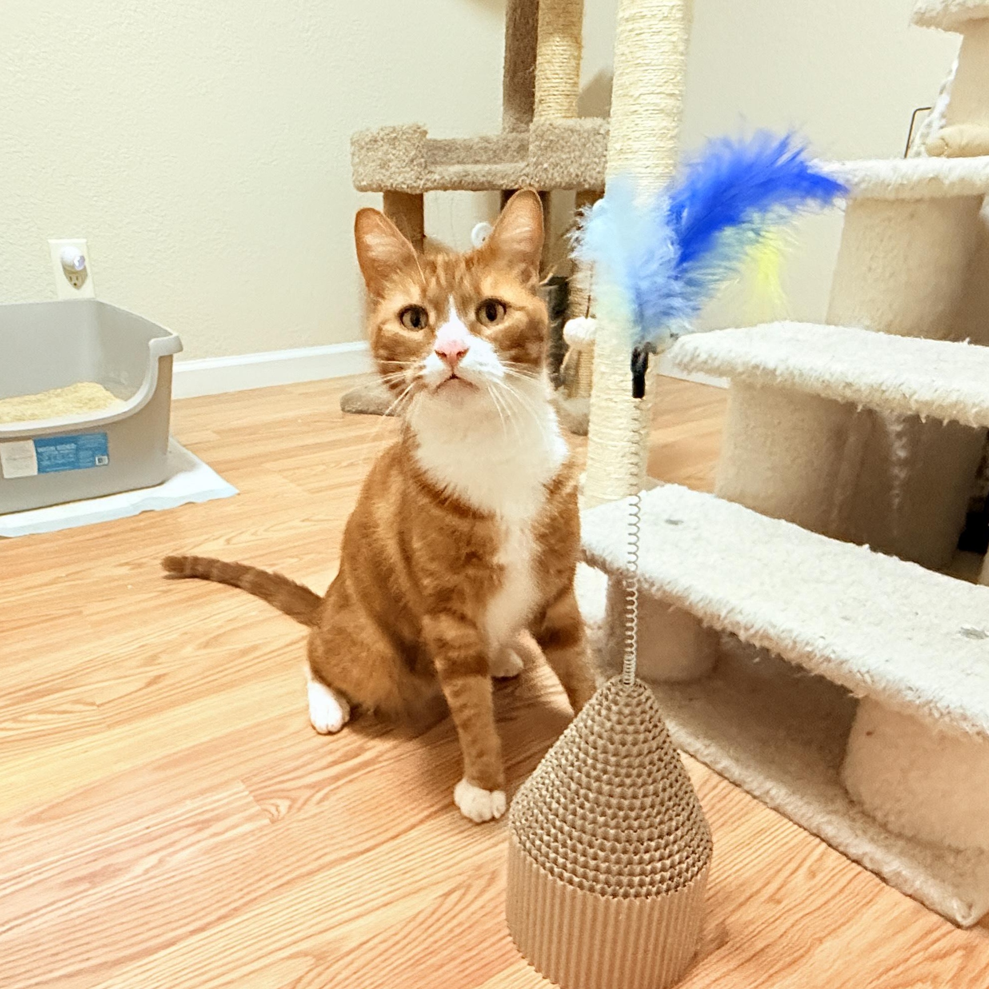 Enlarge Robin, an adoptable Tabby in San Francisco, CA image 2/4