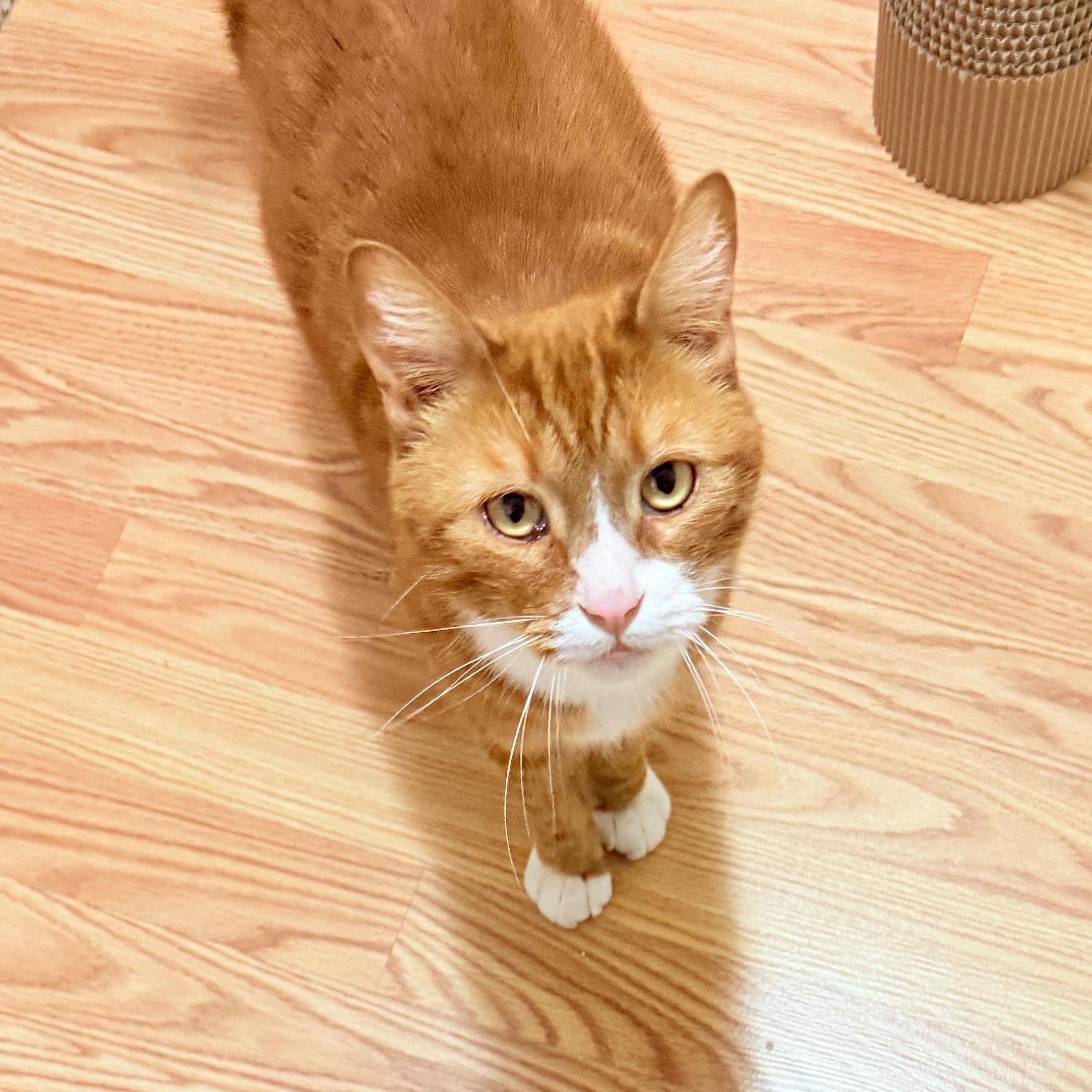 Enlarge Robin, an adoptable Tabby in San Francisco, CA image 4/4