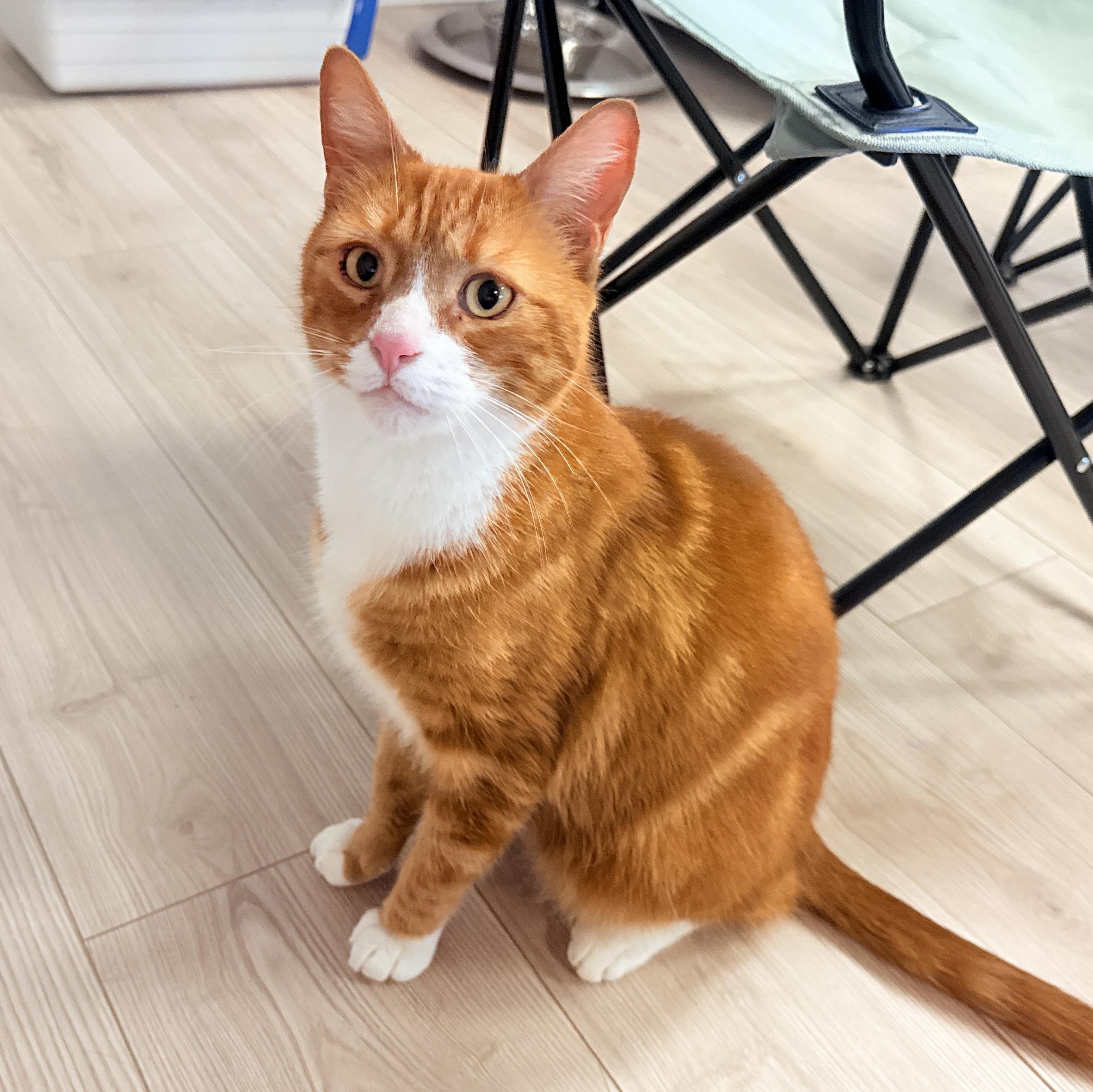 Enlarge Robin, an adoptable Tabby in San Francisco, CA image 1/4