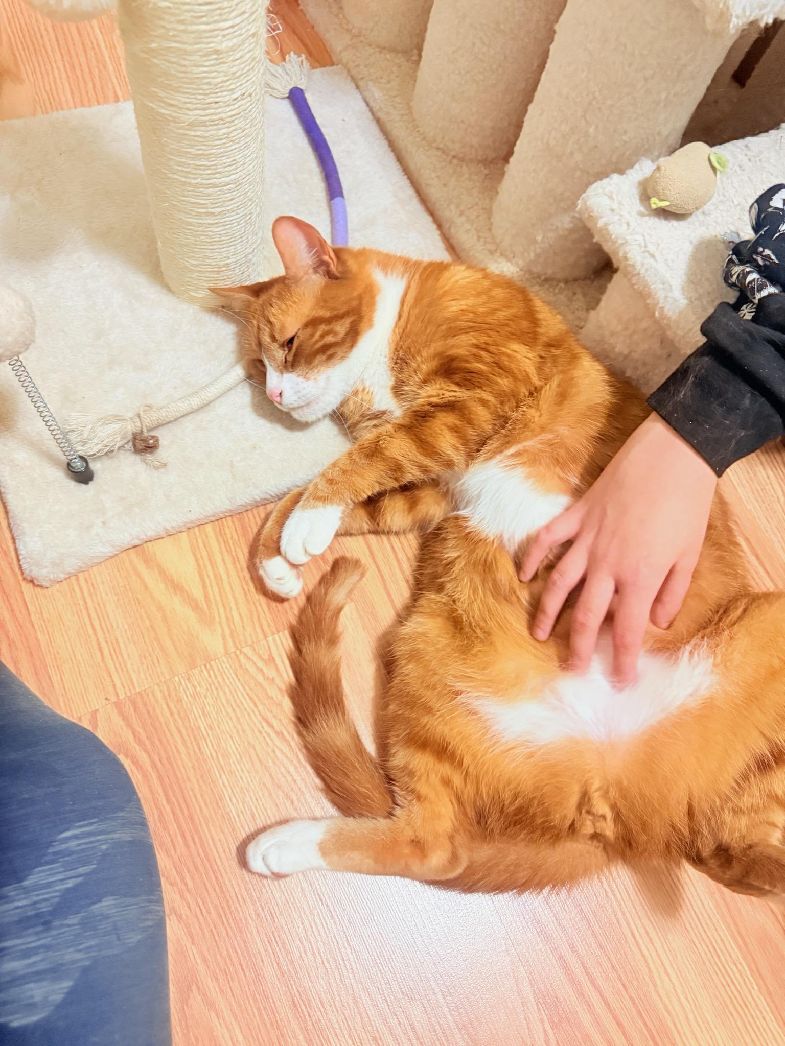 Enlarge Robin, an adoptable Tabby in San Francisco, CA image 3/4