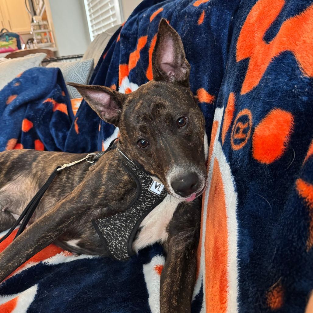 Grace, a Adoptable Mixed Breed in Auburn, AL image 1/6