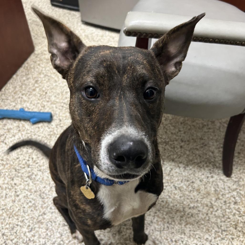 Grace, a Adoptable Mixed Breed in Auburn, AL image 2/6