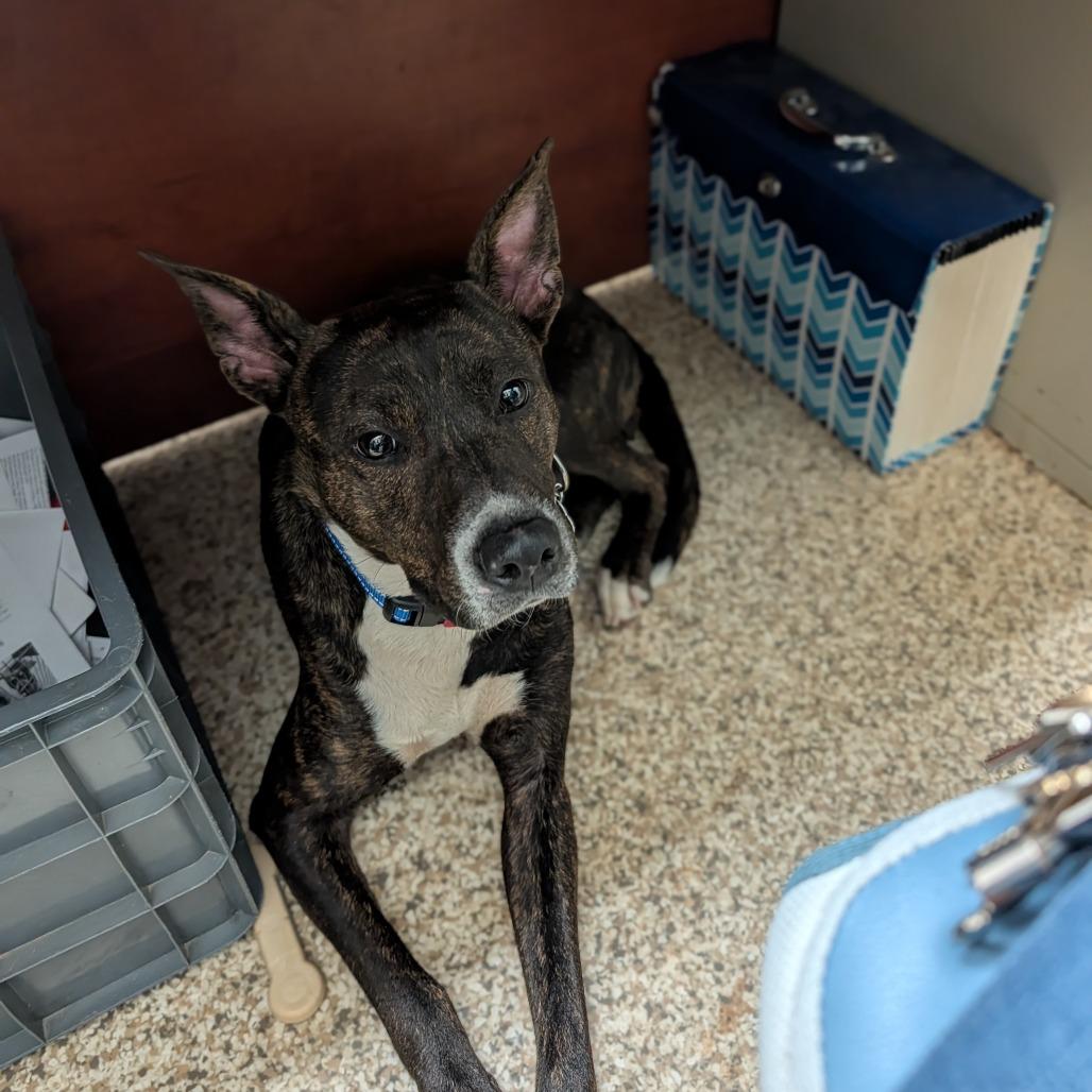 Grace, a Adoptable Mixed Breed in Auburn, AL image 3/6