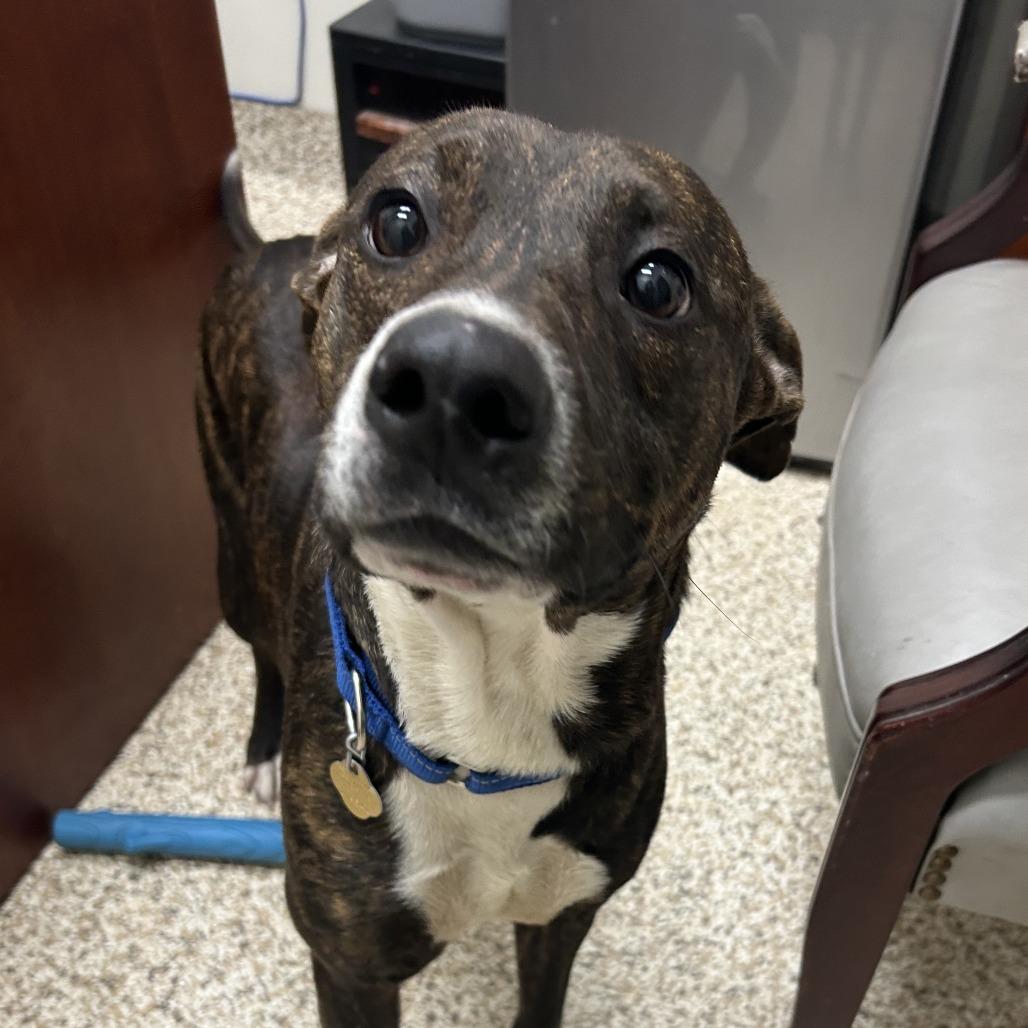 Grace, a Adoptable Mixed Breed in Auburn, AL image 4/6