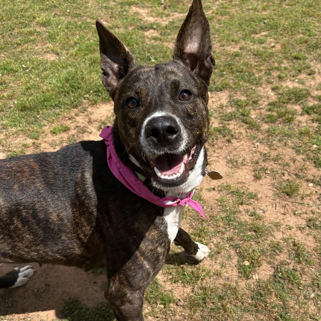 Grace, a Adoptable Mixed Breed in Auburn, AL image 5/6