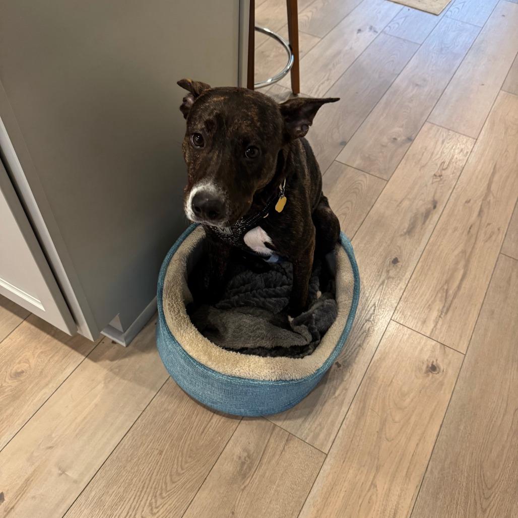 Grace, a Adoptable Mixed Breed in Auburn, AL image 6/6