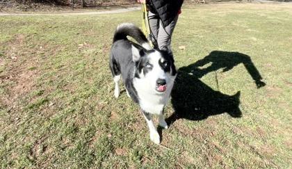 Buddy FKA Luffy — thumbnail 2