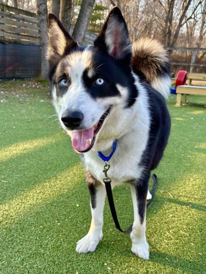 Buddy FKA Luffy — thumbnail 3