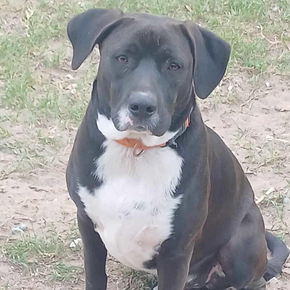 Enlarge Snoops, a Adoptable mixed breed in Fort Lupton, CO image 2/6