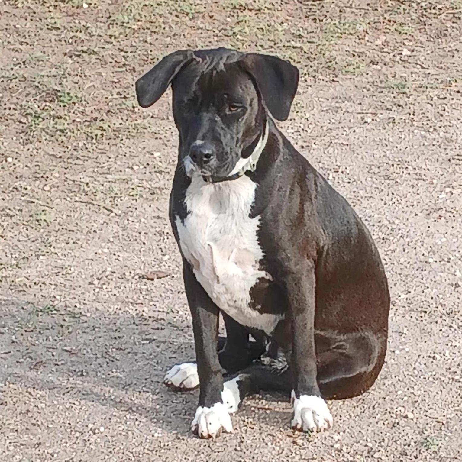 Enlarge Snoops, a Adoptable mixed breed in Fort Lupton, CO image 6/6