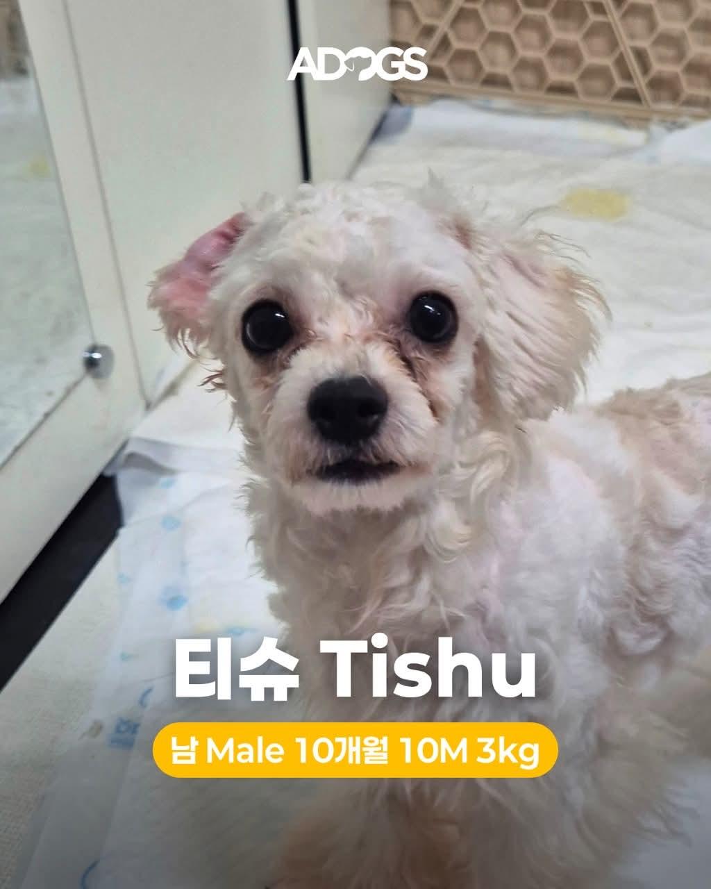 TISHU