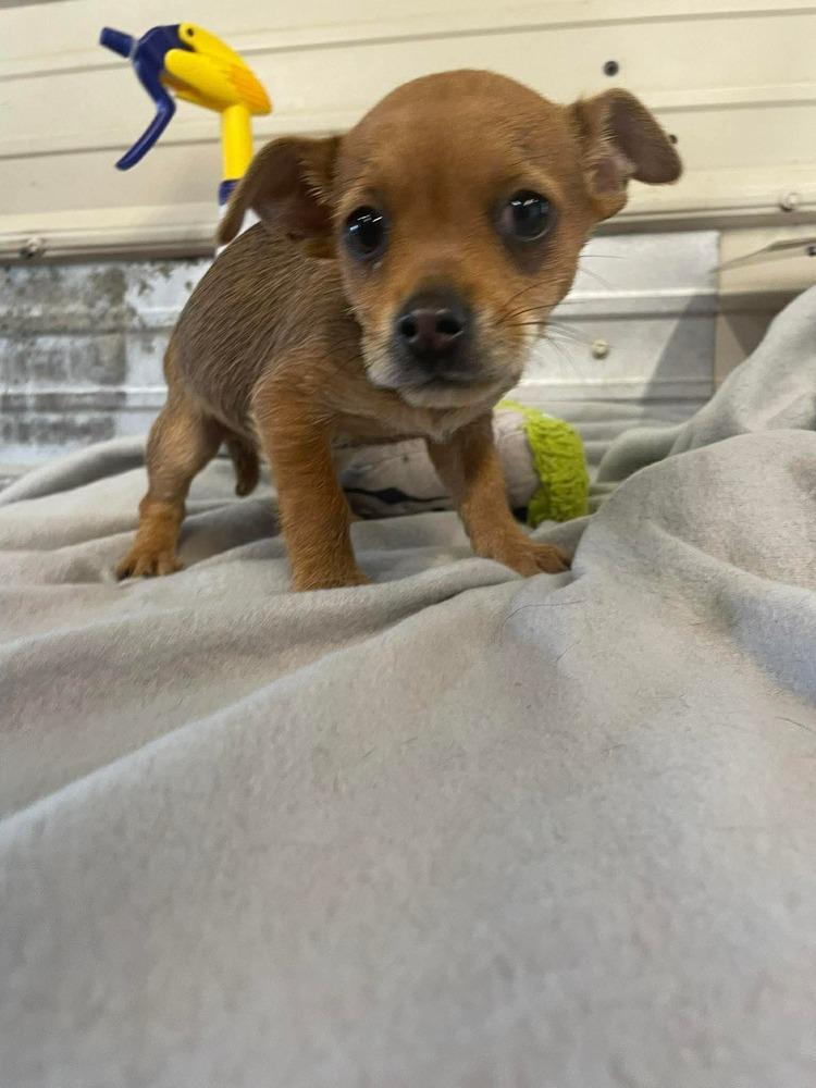 EM Rufus, Adoptable, Puppy Male Chihuahua & Yorkshire Terrier.